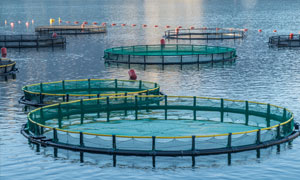 aquaculture